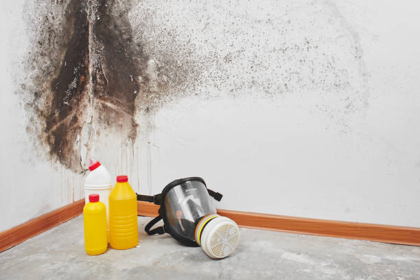 Best Mold removal after water damage  in Moa, UT